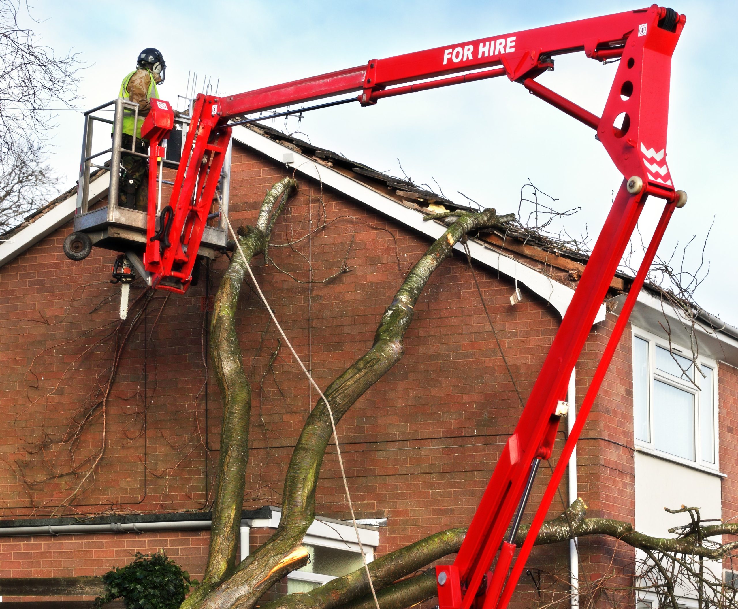 tree on roof